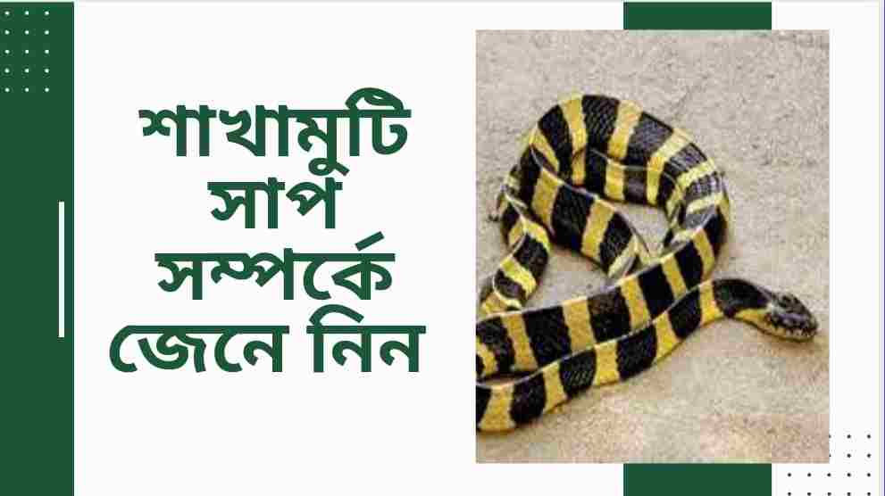 banded krait bangla